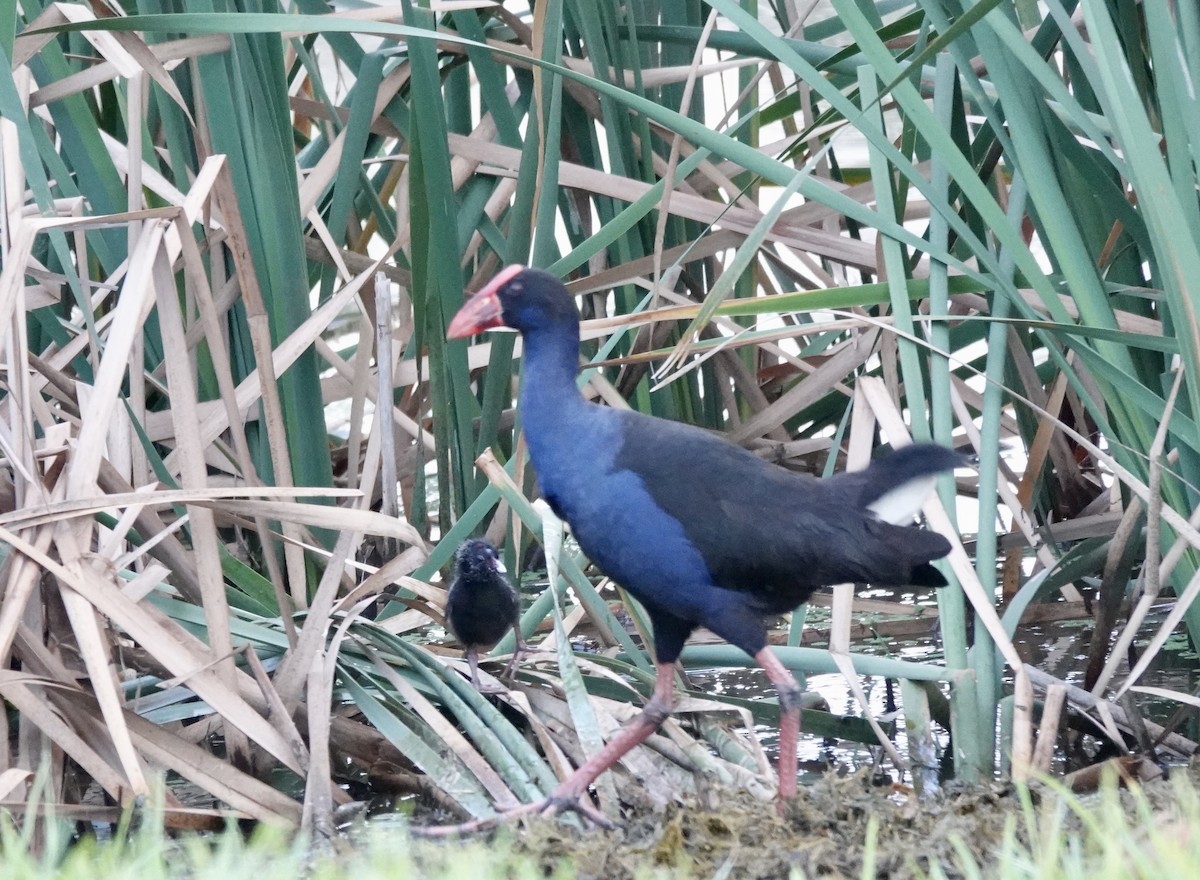 Australasian Swamphen - ML643512680