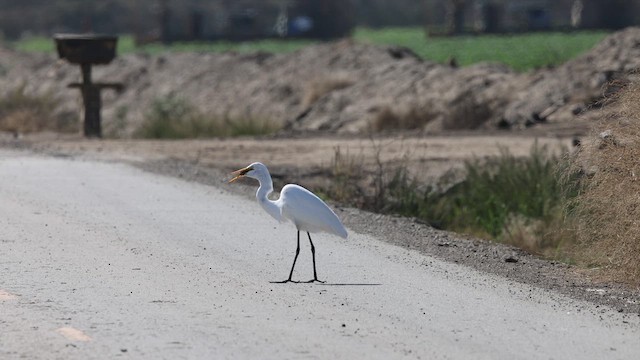 Great Egret - ML643512694