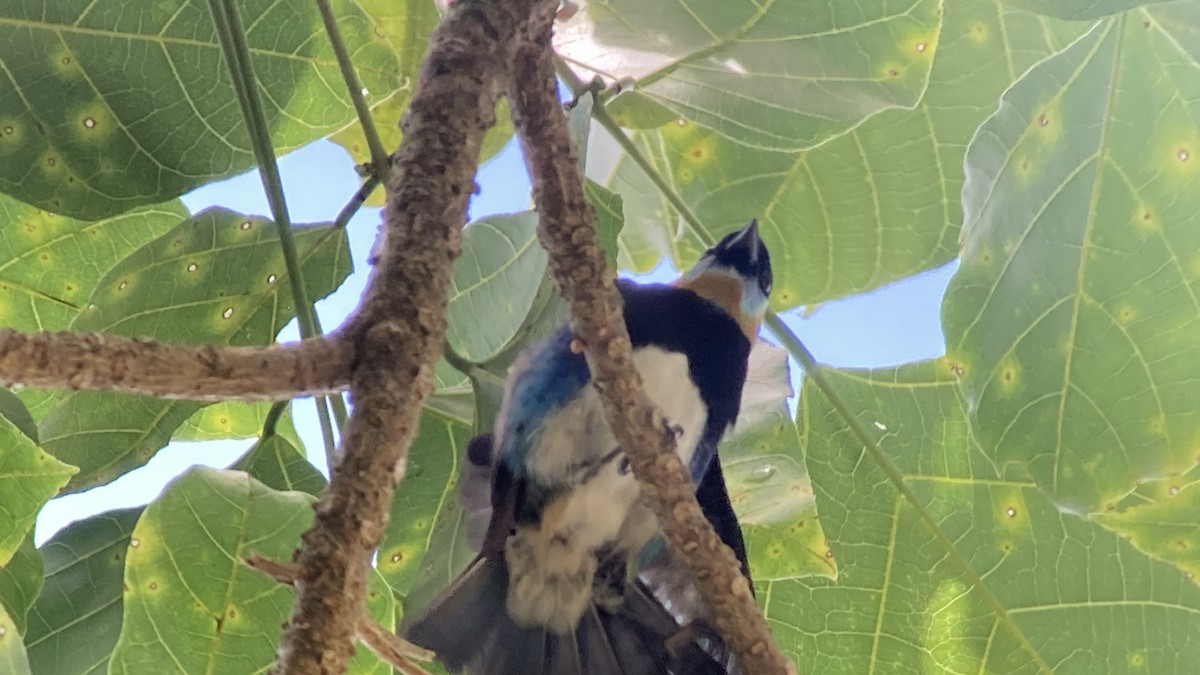 Golden-hooded Tanager - ML643512698