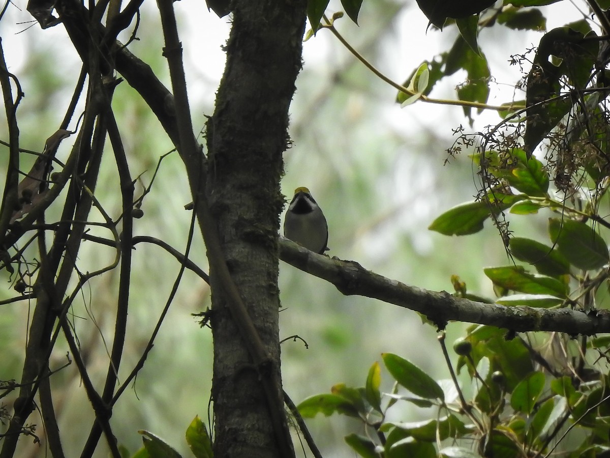 Golden-winged Warbler - ML643512701