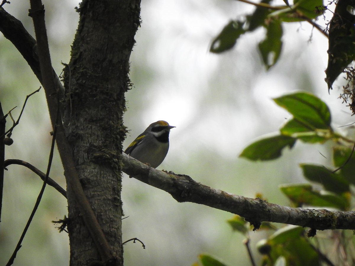 Golden-winged Warbler - ML643512702