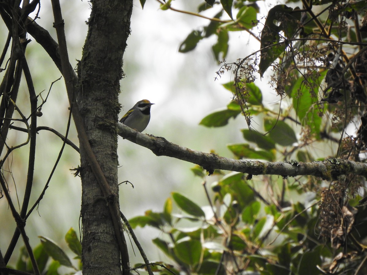 Golden-winged Warbler - ML643512703