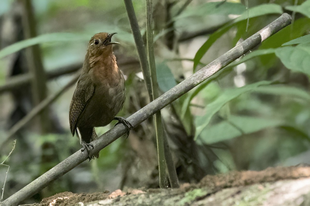 Musician Wren (Ferruginous) - ML643512718