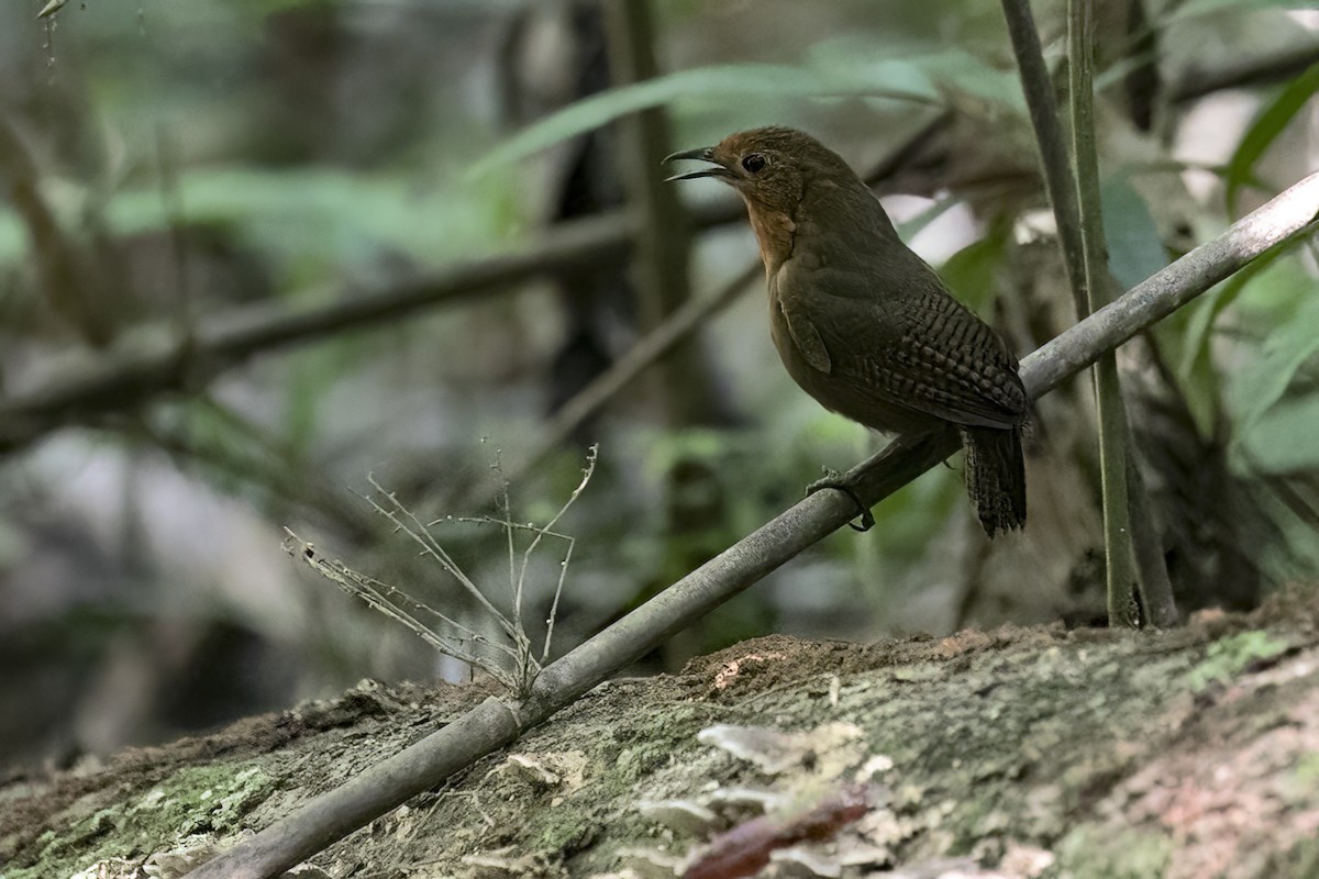 Musician Wren (Ferruginous) - ML643512720