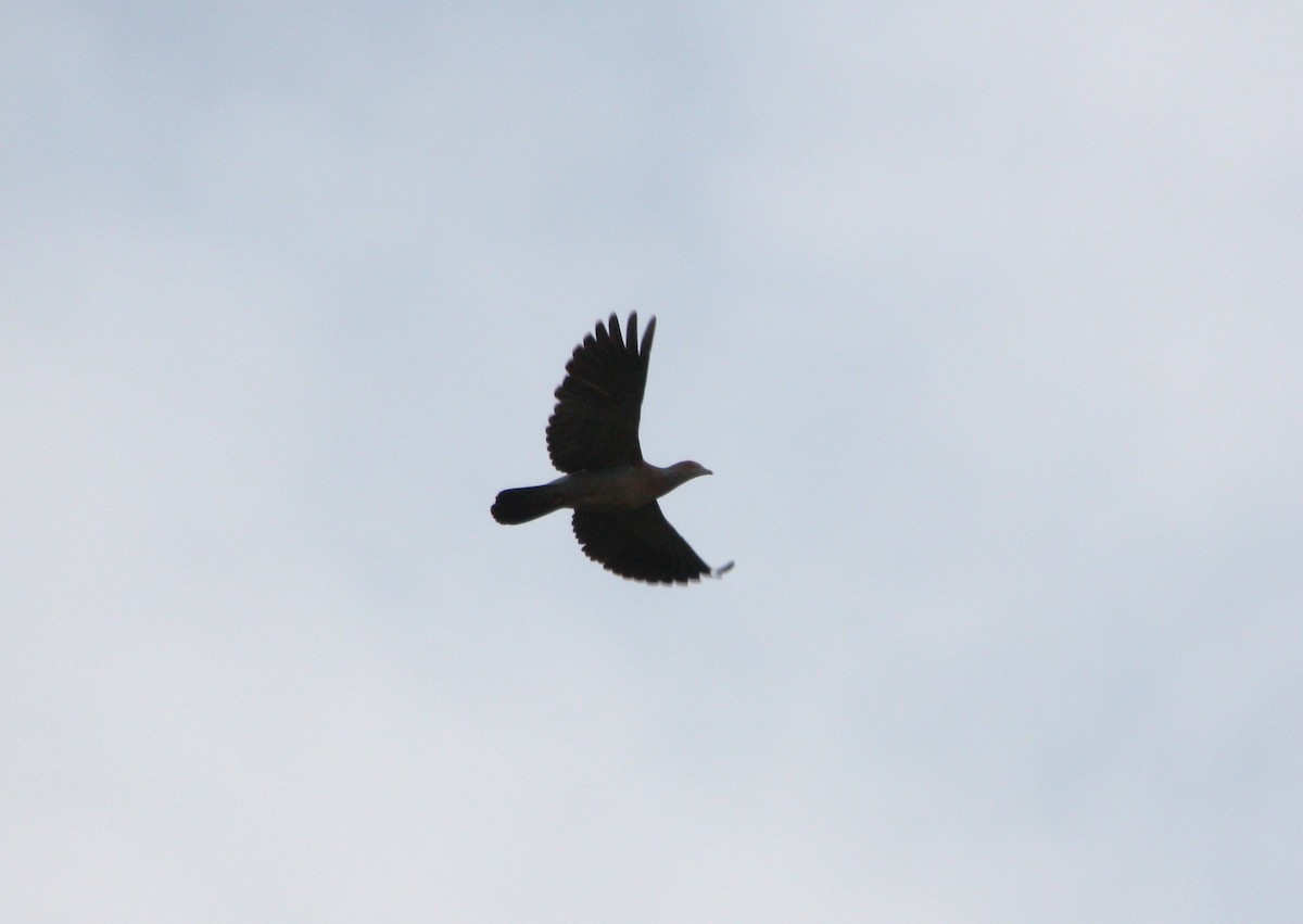 Picazuro Pigeon - ML643512721