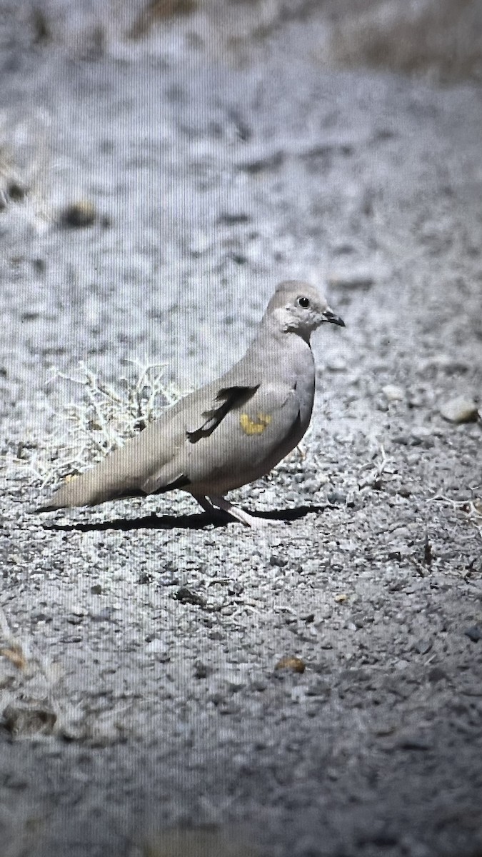 Golden-spotted Ground Dove - ML643512744