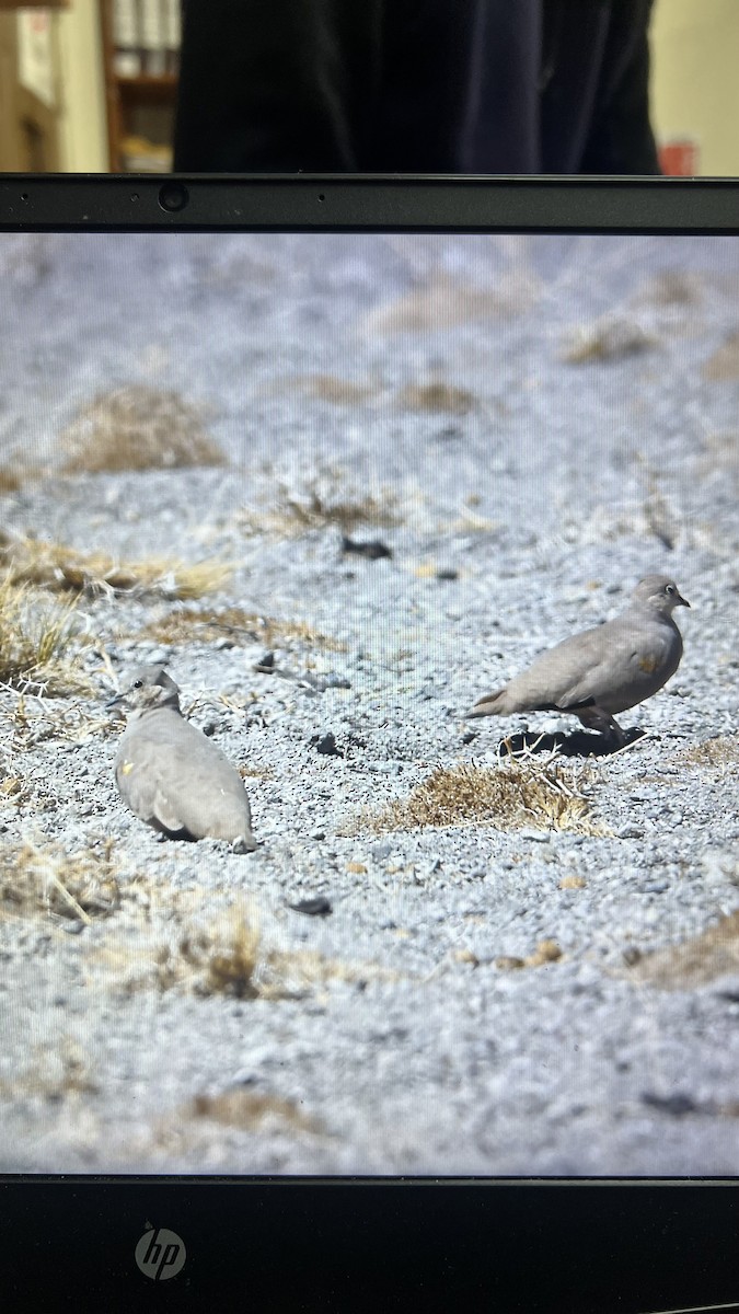 Golden-spotted Ground Dove - ML643512745