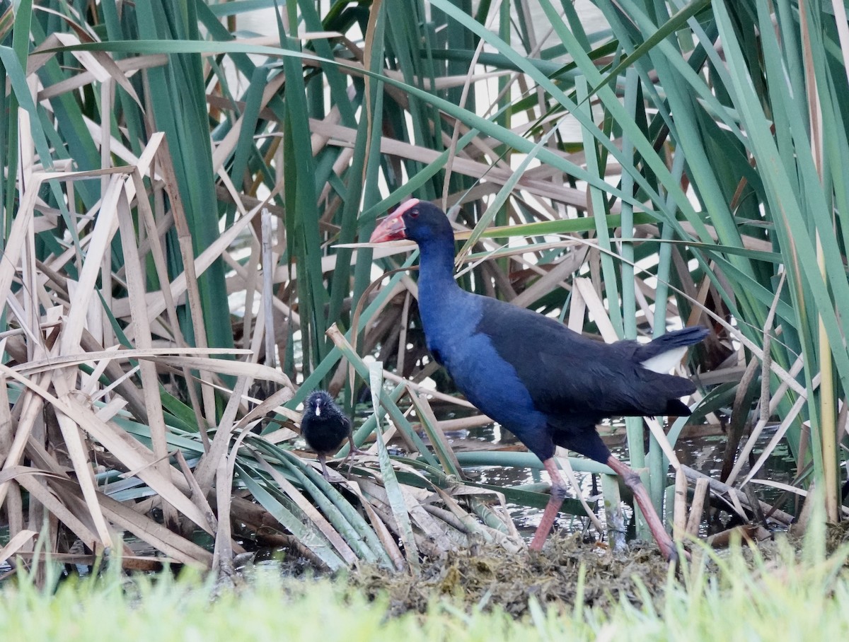 Australasian Swamphen - ML643512746