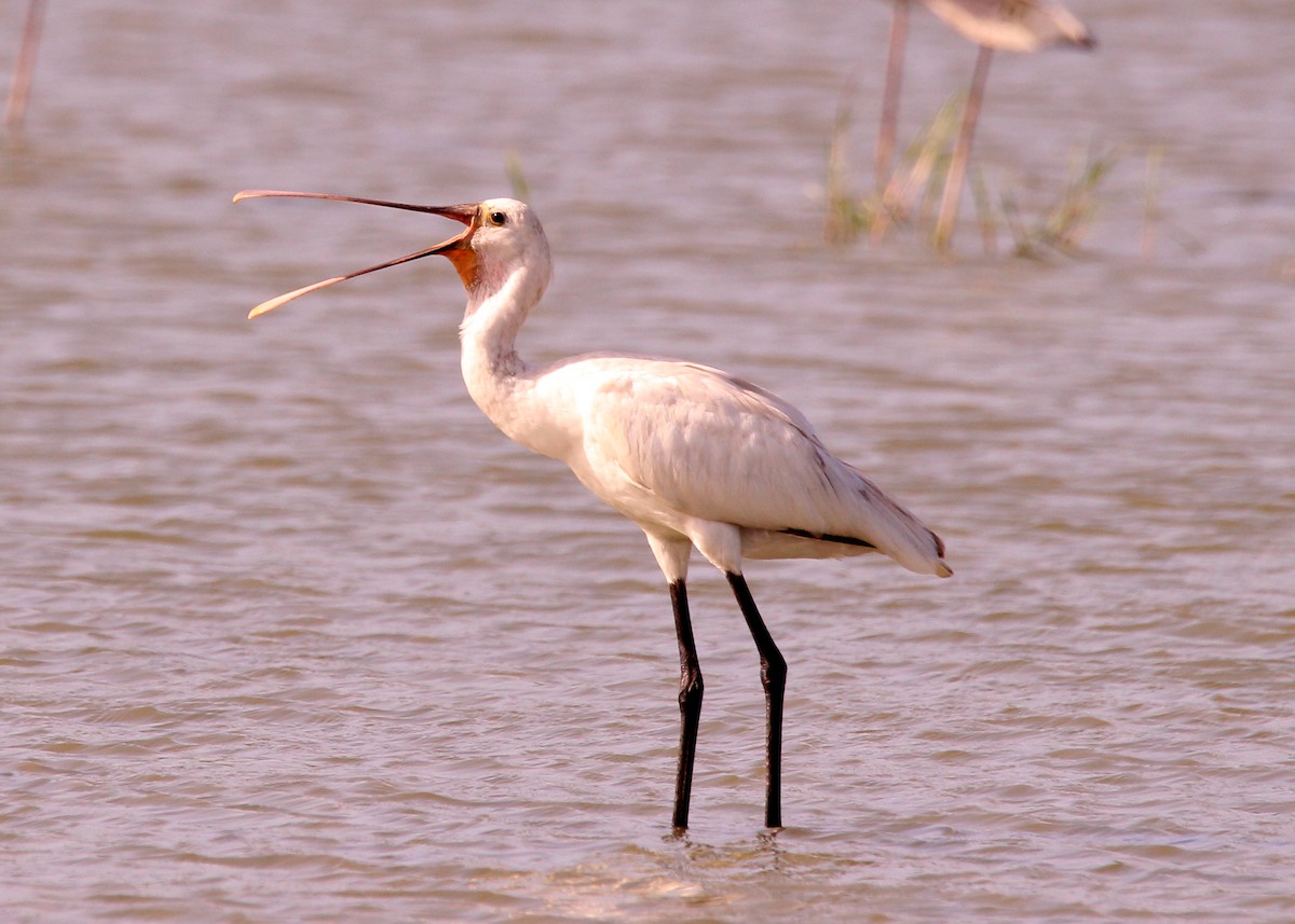 Eurasian Spoonbill - ML643512774