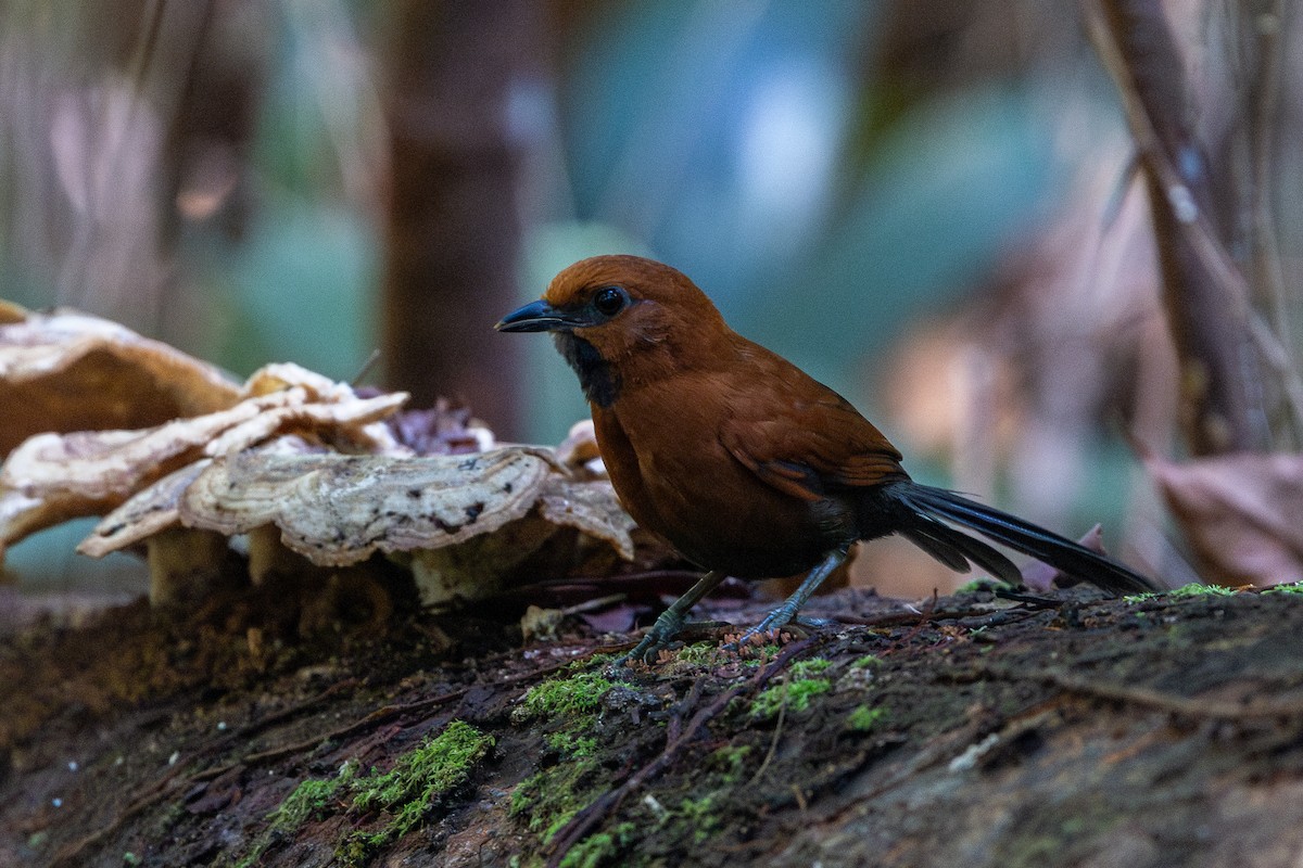 Ruddy Spinetail - ML643512791