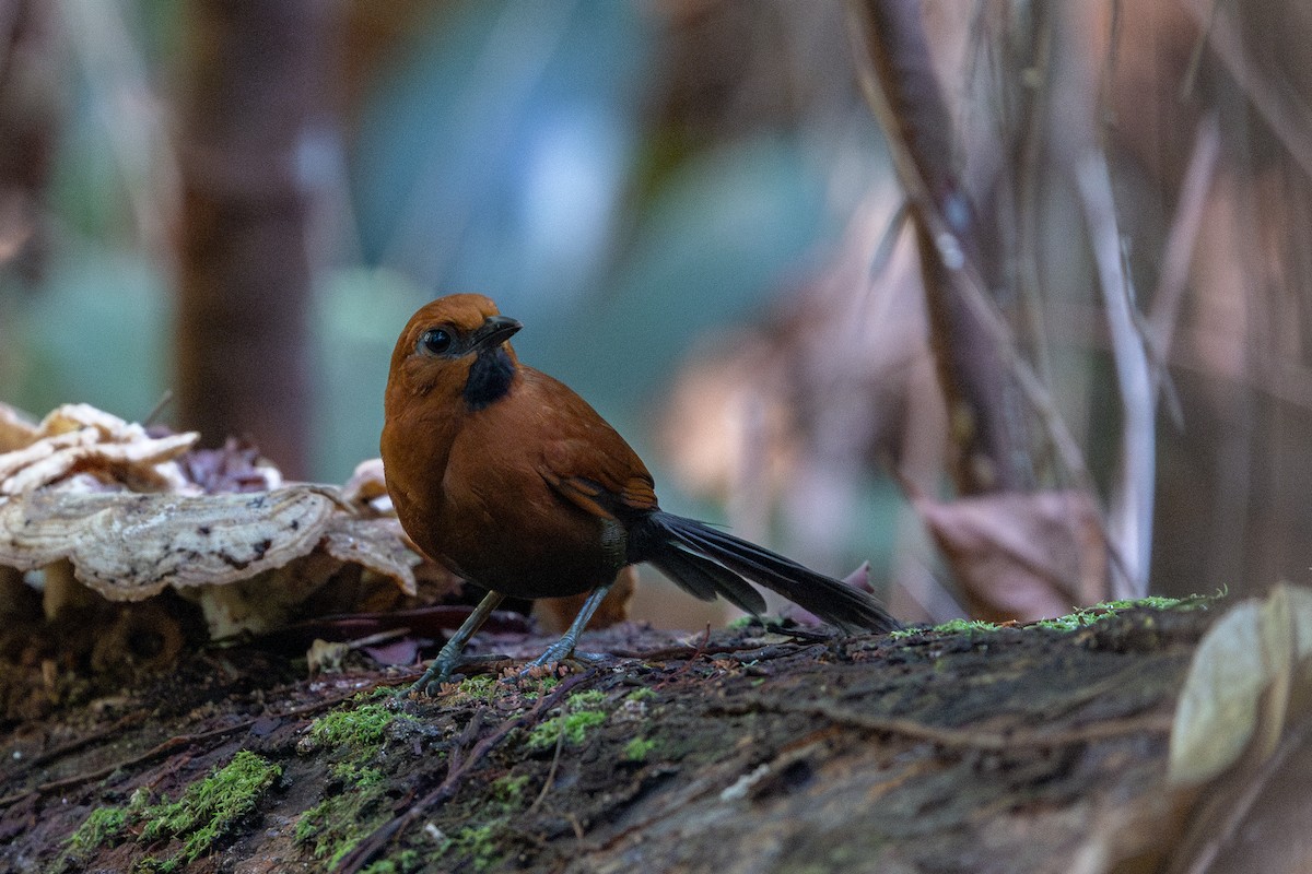 Ruddy Spinetail - ML643512792