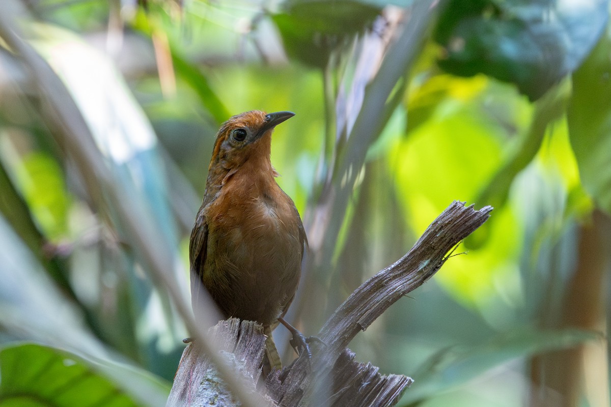 Musician Wren (Ferruginous) - ML643512797