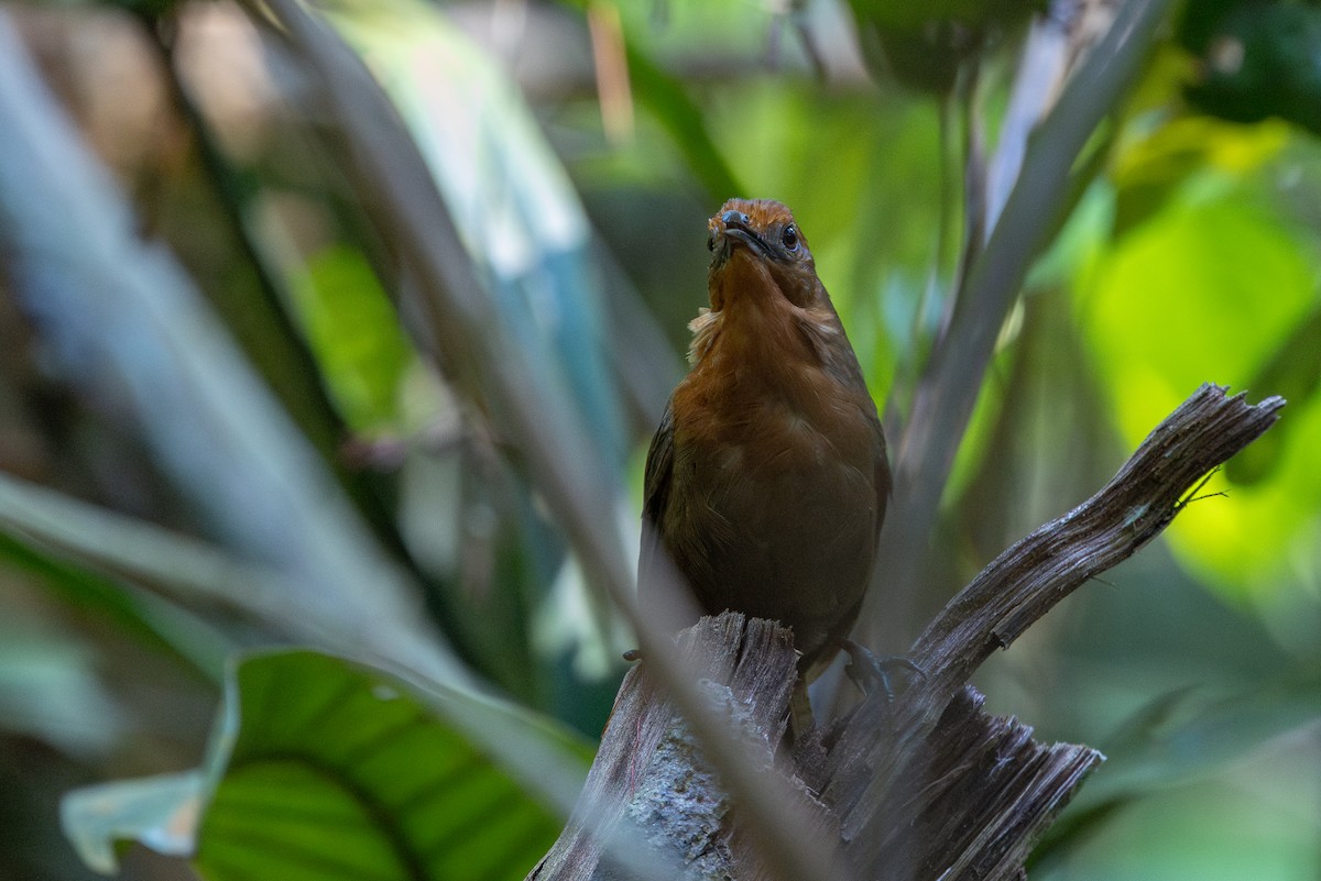 Musician Wren (Ferruginous) - ML643512798