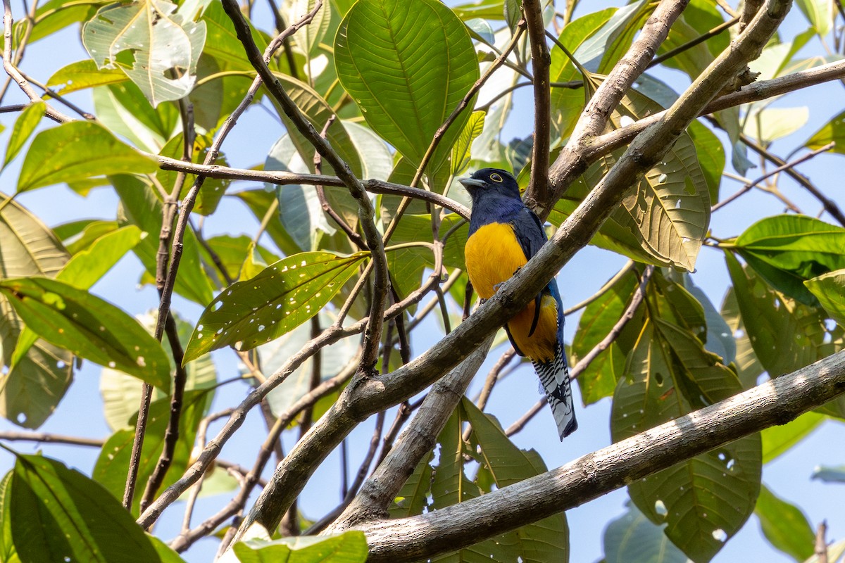 Amazonian Trogon - ML643512800