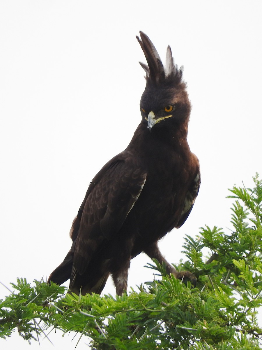 Long-crested Eagle - ML643512801