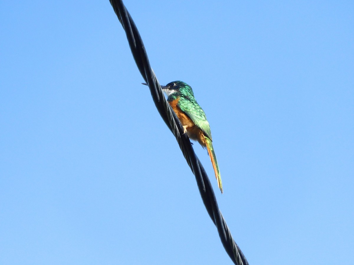 Rufous-tailed Jacamar - ML643512802