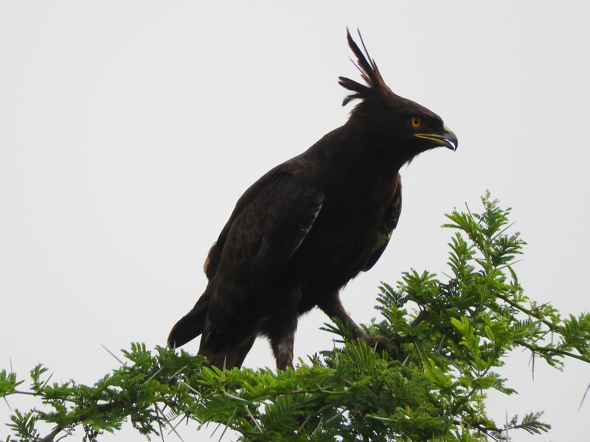 Long-crested Eagle - ML643512803