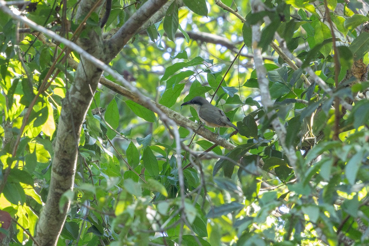 Dark-billed Cuckoo - ML643512807
