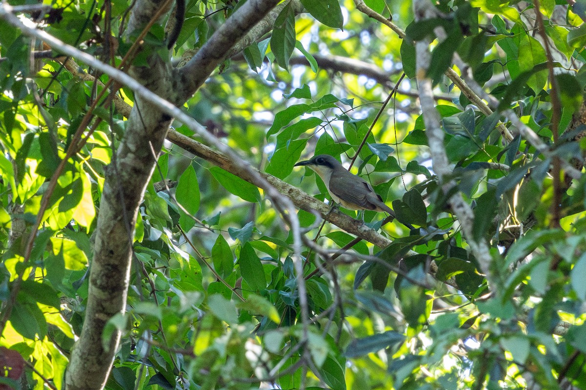 Dark-billed Cuckoo - ML643512809