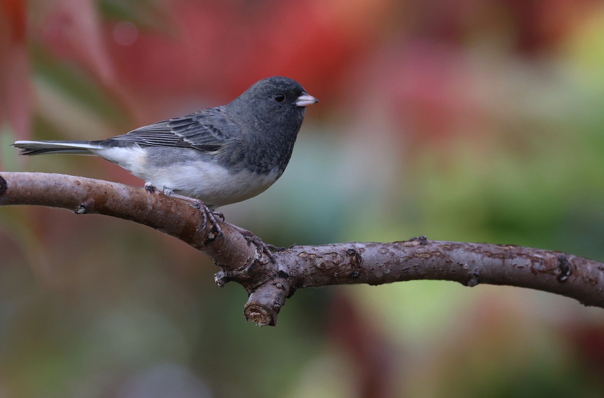 Junco Ojioscuro - ML643512818