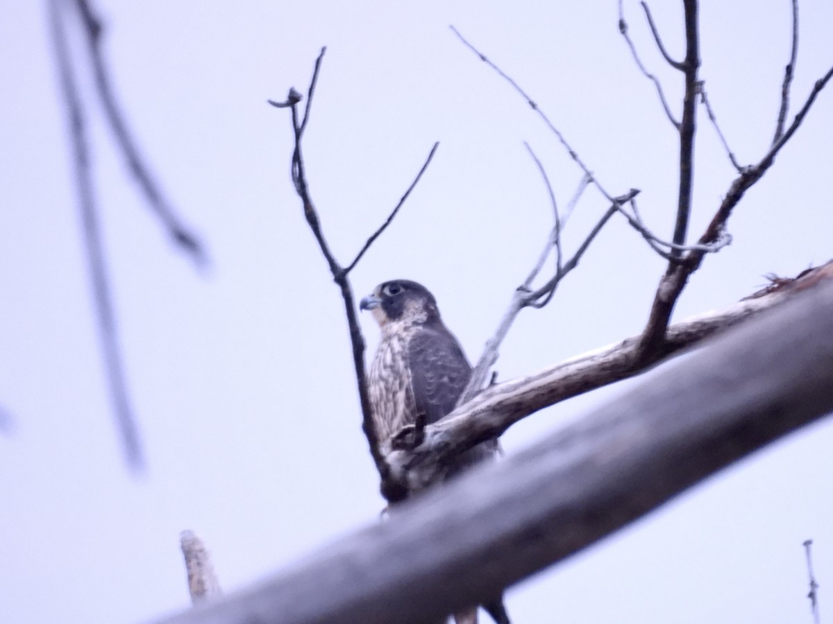 Peregrine Falcon - ML643512820