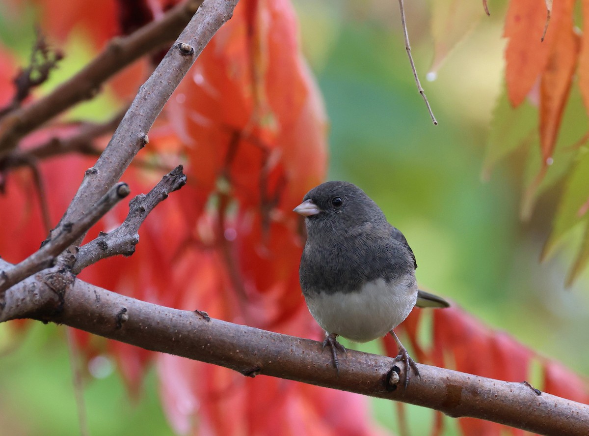 Junco Ojioscuro - ML643512830