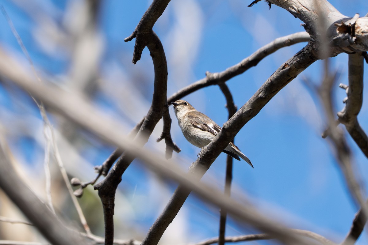 Flame Robin - ML643512832