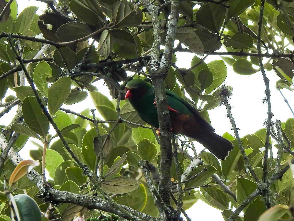 Grass-green Tanager - ML643512848