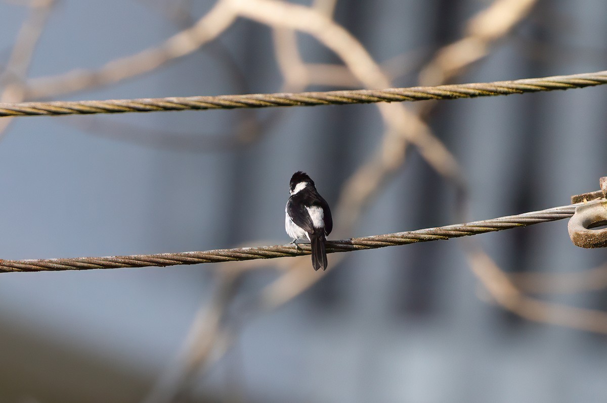 Variable Seedeater - ML643512850