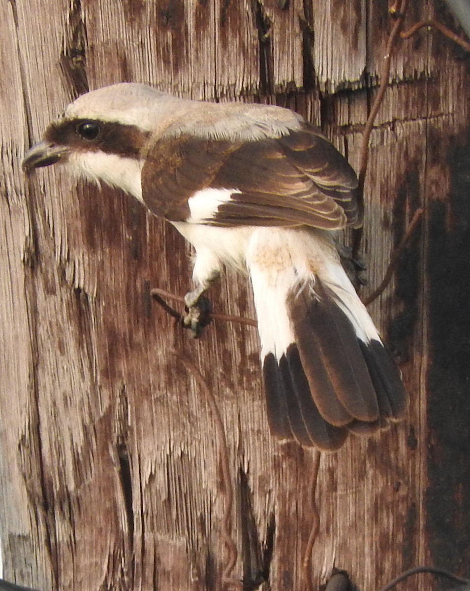 Gray-backed Fiscal - ML643512852