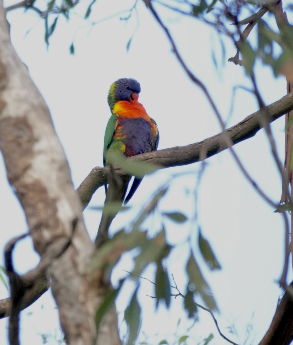 Rainbow Lorikeet - ML643512863
