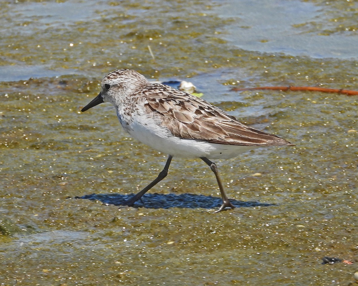 Semipalmated Sandpiper - ML643512864