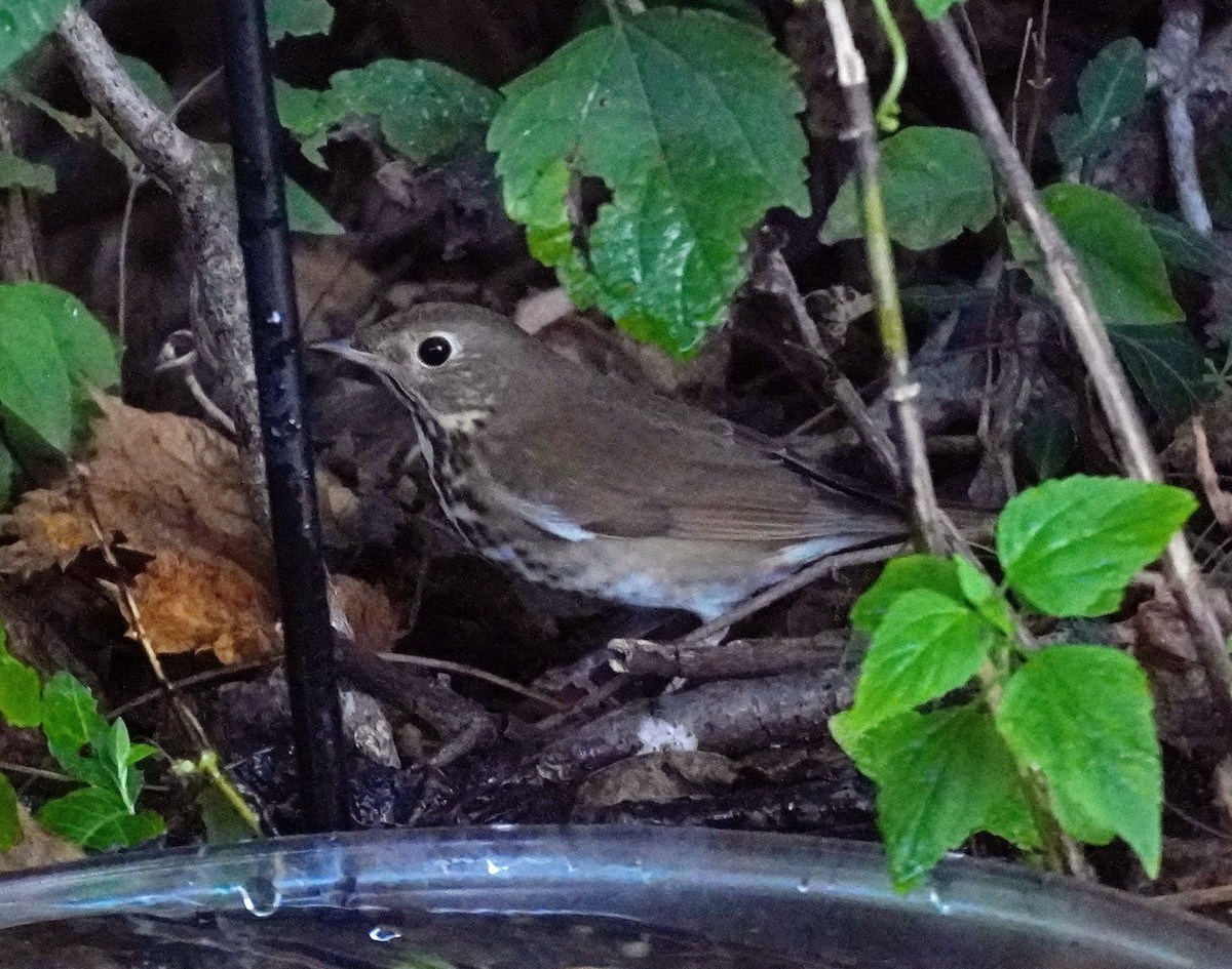 Swainson's Thrush - ML643512872