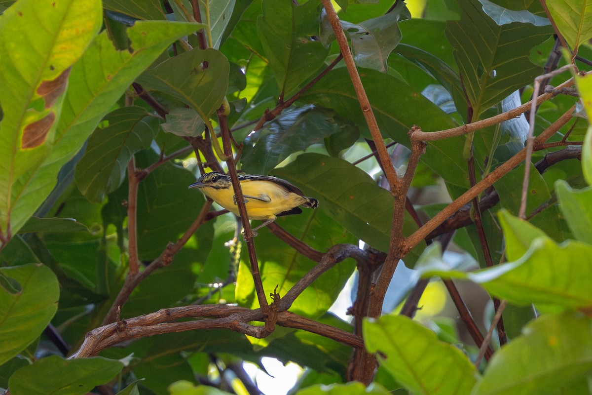 Sclater's Antwren - ML643512873