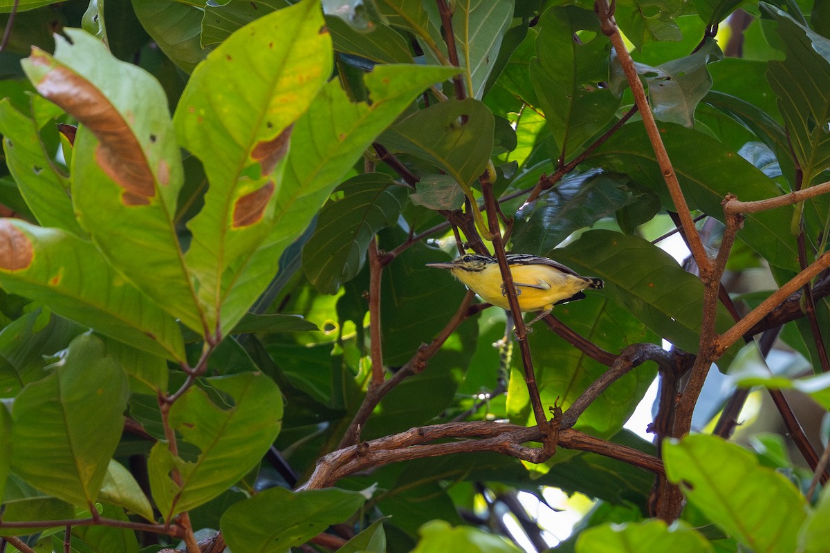 Sclater's Antwren - ML643512875