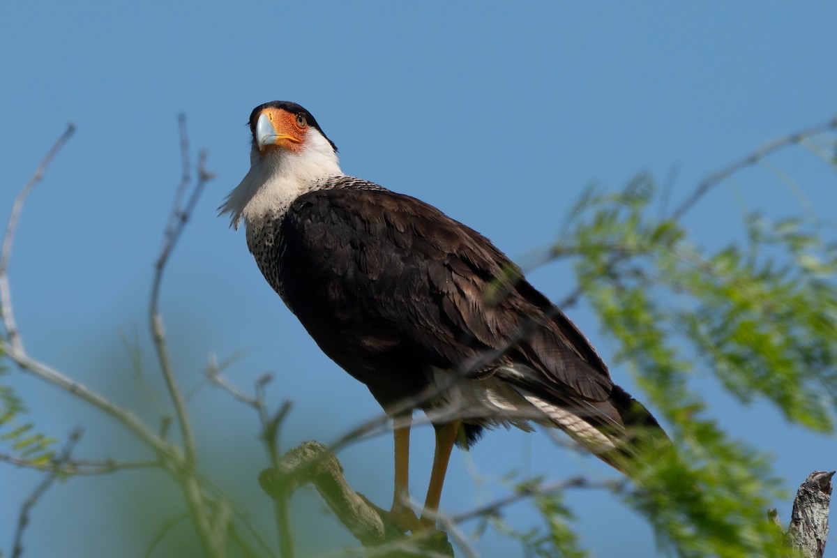 Crested Caracara (Northern) - ML643512879