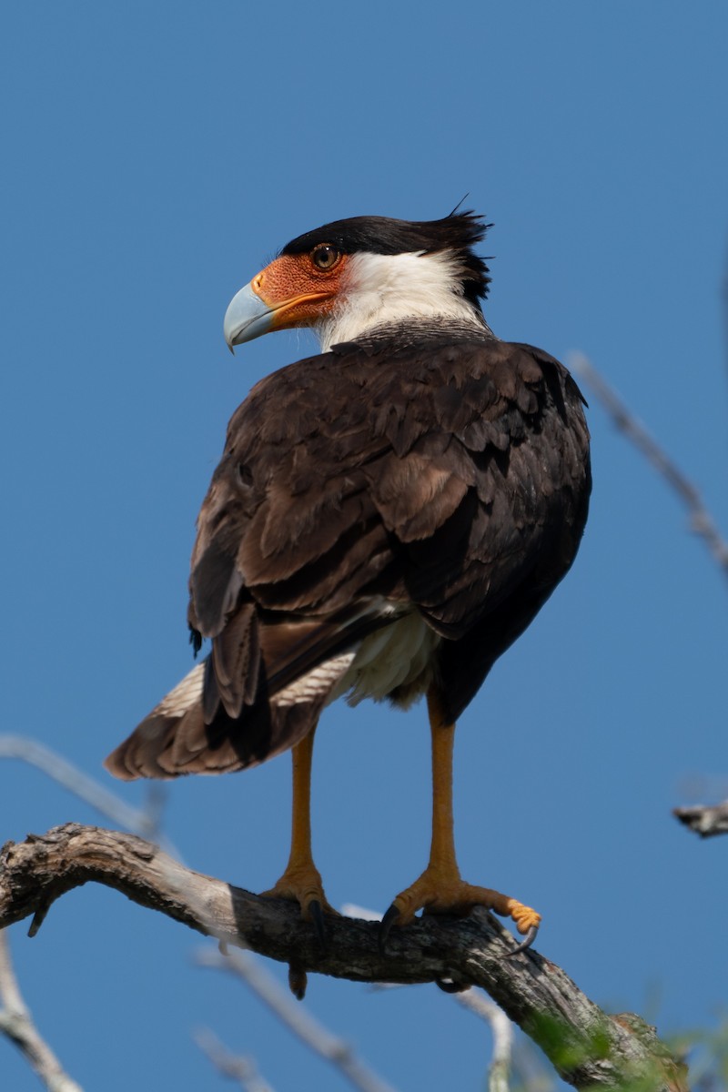 Crested Caracara (Northern) - ML643512880