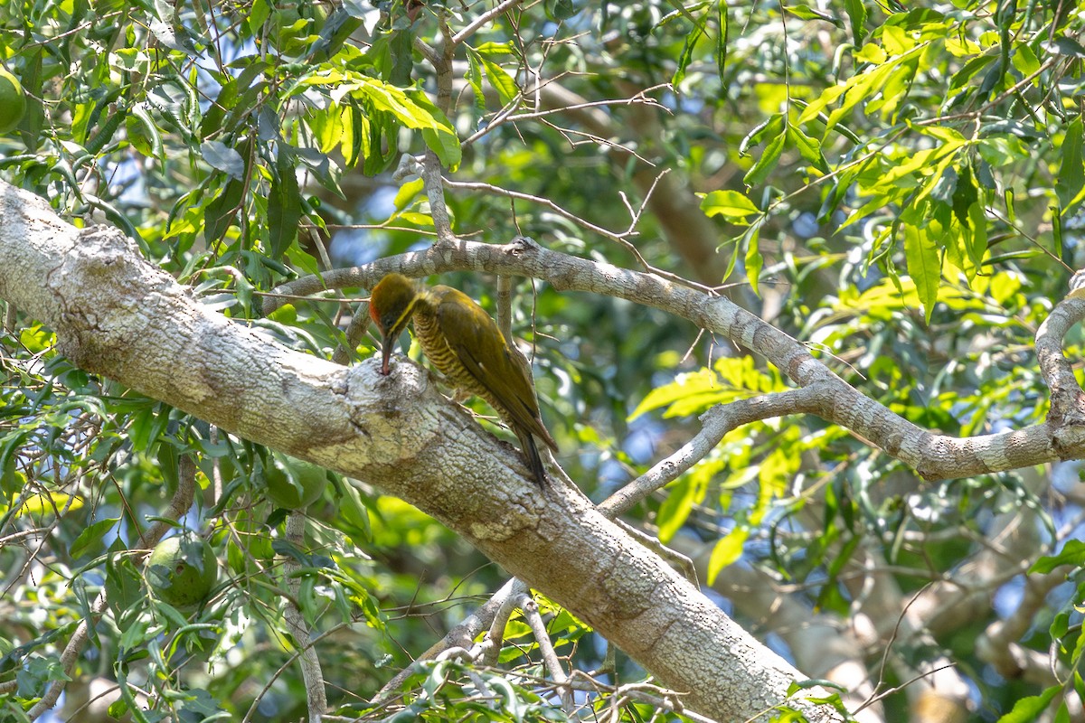 モリゲラ（laemostictus） - ML643512900