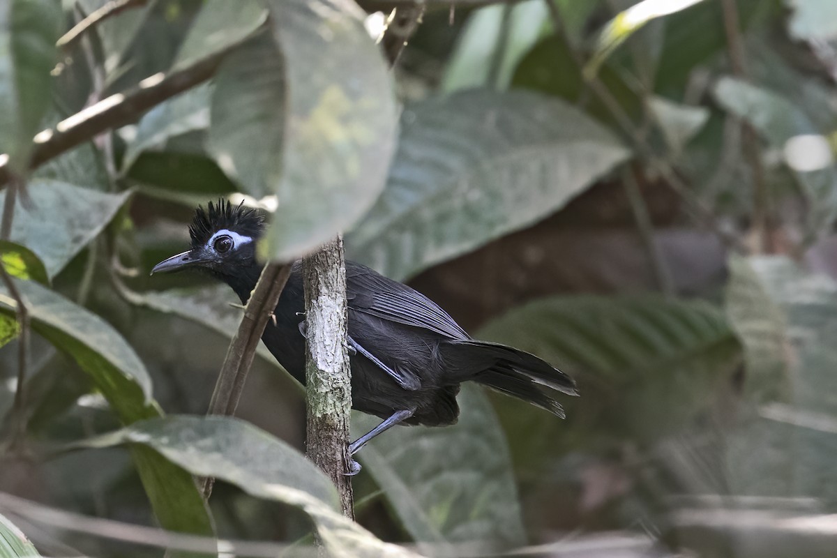 Sooty Antbird - ML643512905