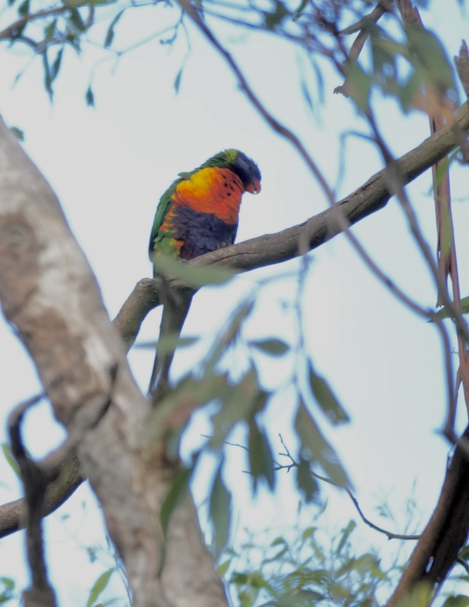 Rainbow Lorikeet - ML643512922