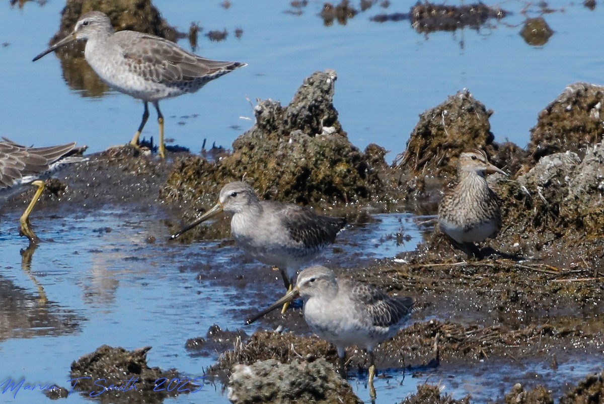 Pectoral Sandpiper - ML643512923