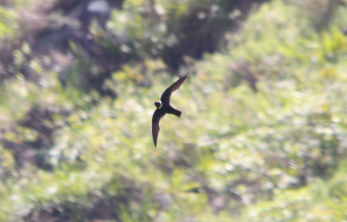 White-collared Swift - ML643512929