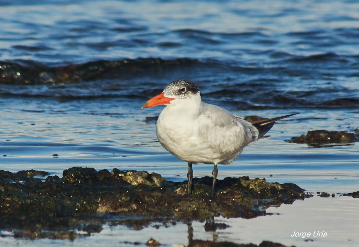 Caspian Tern - ML643512937