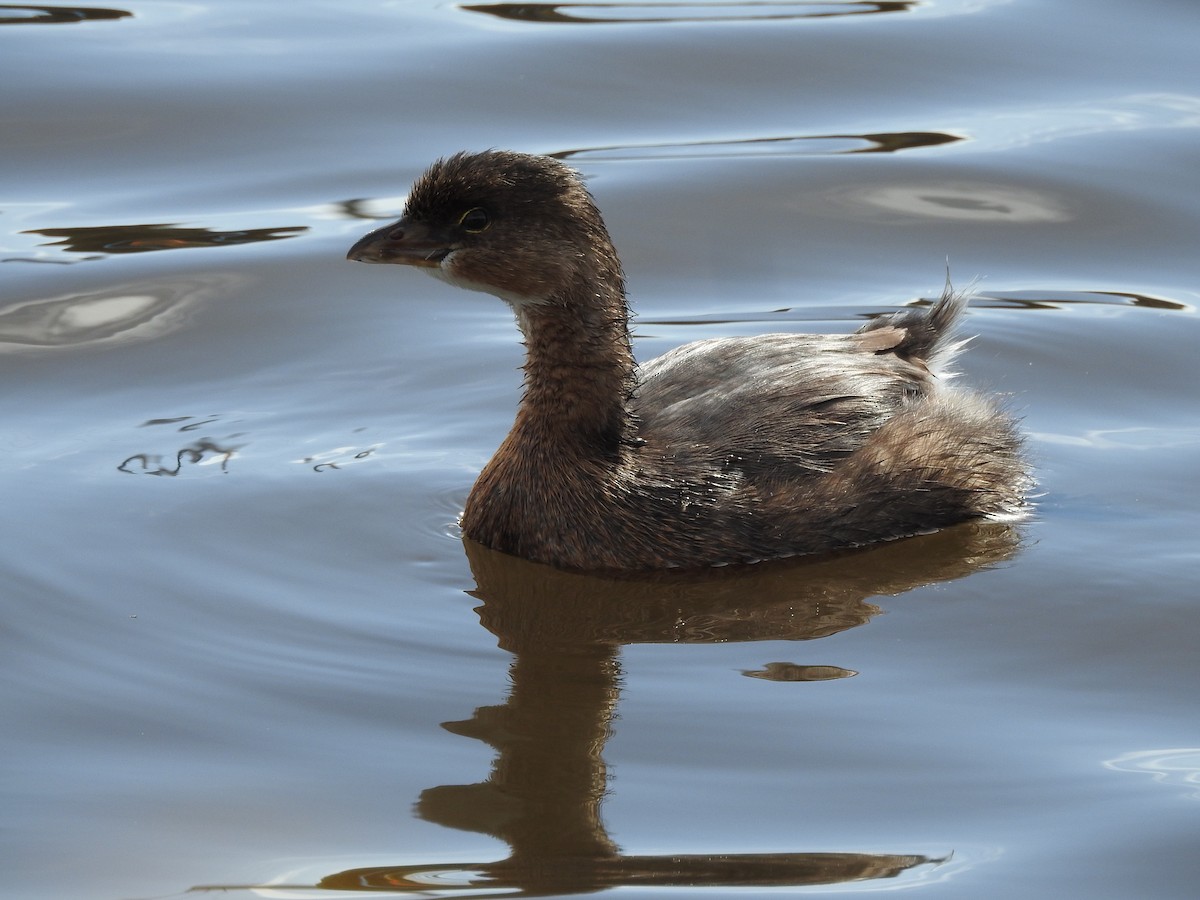 Pied-billed Grebe - ML643512947