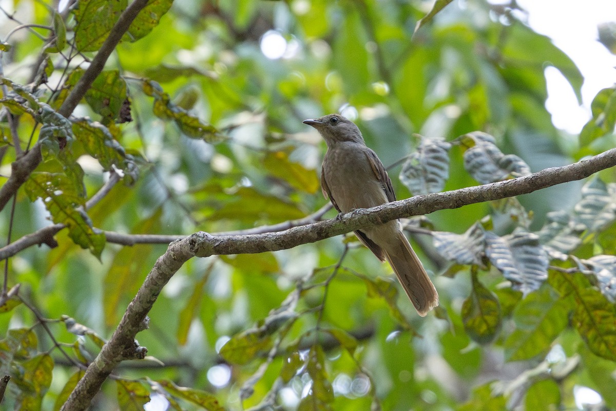 Screaming Piha - ML643512951