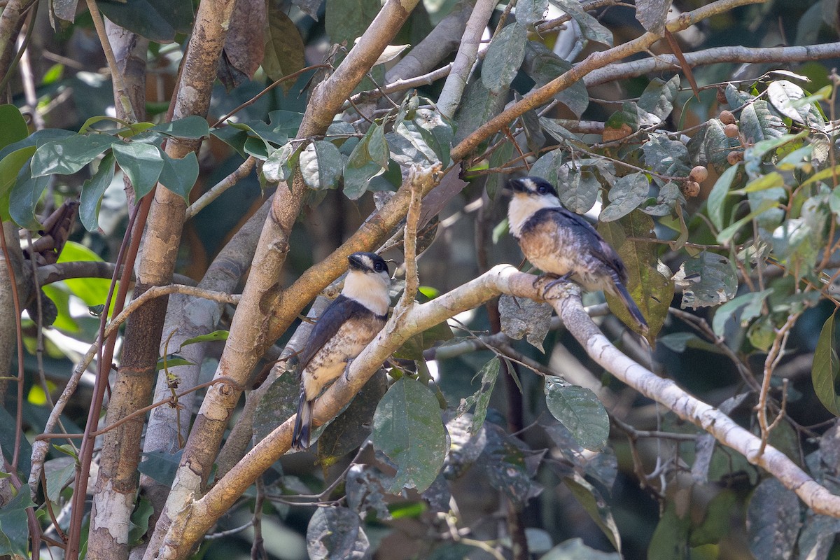 Brown-banded Puffbird - ML643512965