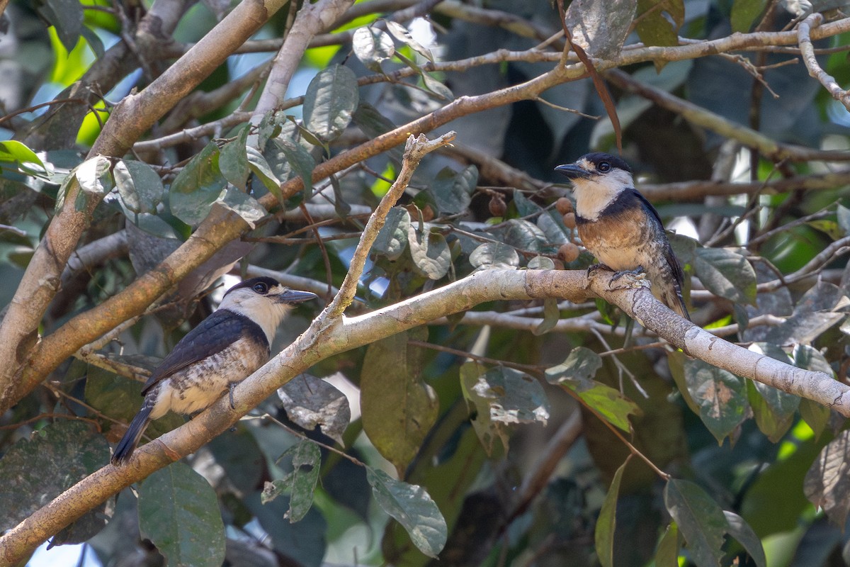 Brown-banded Puffbird - ML643512966