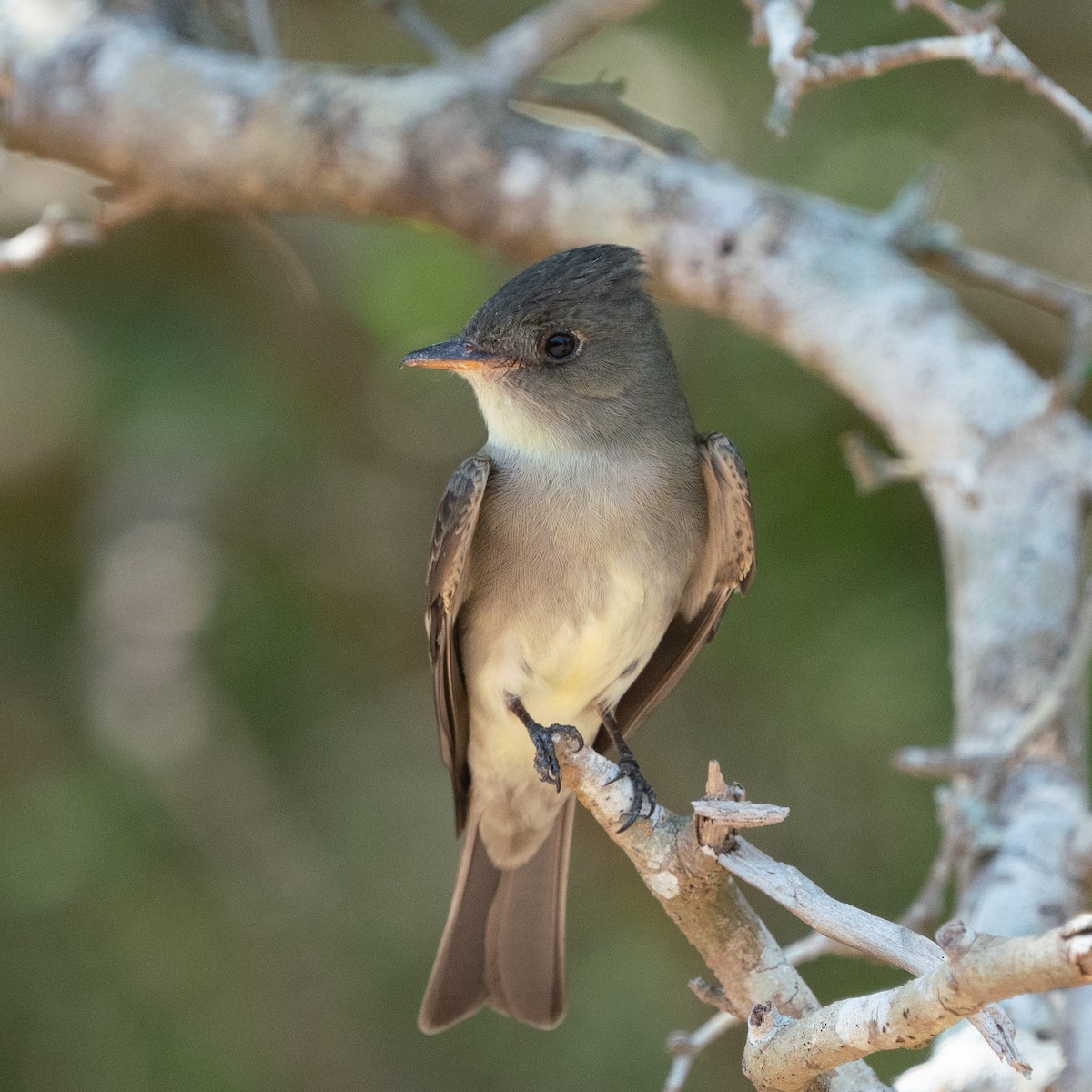 Eastern Wood-Pewee - ML643512968