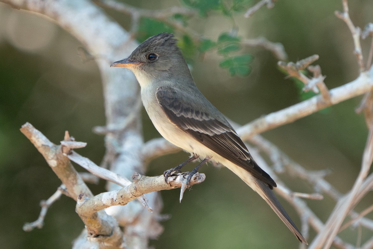 Eastern Wood-Pewee - ML643512969