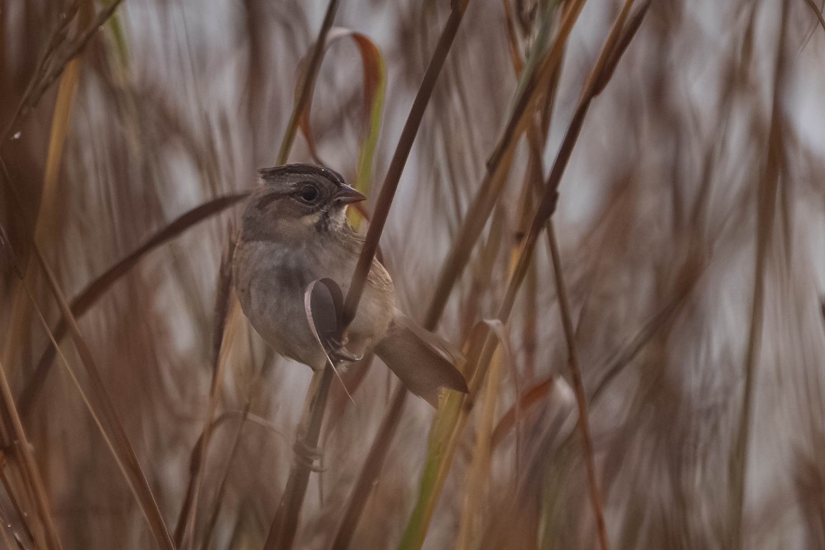 Swamp Sparrow - ML643512975